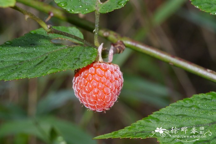 山莓Rubus corchorifolius 山莓Rubus corchorifolius