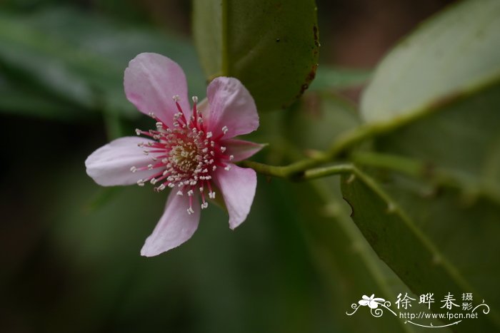 蒲桃叶悬钩子Rubus jambosoides