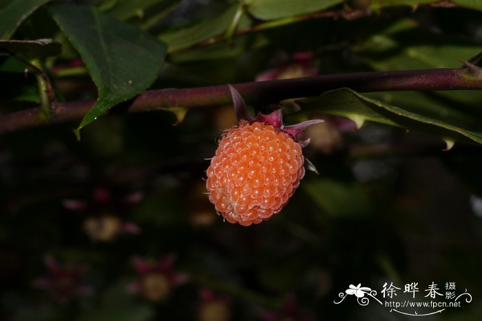 蒲桃叶悬钩子Rubus jambosoides