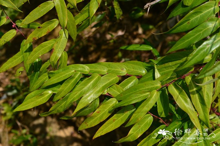 蒲桃叶悬钩子Rubus jambosoides