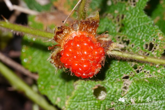 锈毛莓Rubus reflexus 锈毛莓Rubus reflexus
