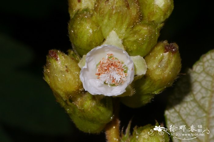 锈毛莓Rubus reflexus 锈毛莓Rubus reflexus