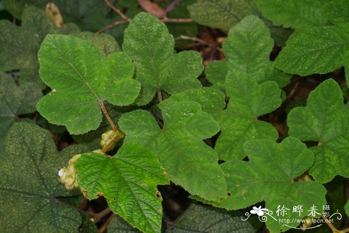锈毛莓Rubus reflexus 锈毛莓Rubus reflexus