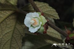 深裂锈毛莓Rubus reflexus var. lanceolobus