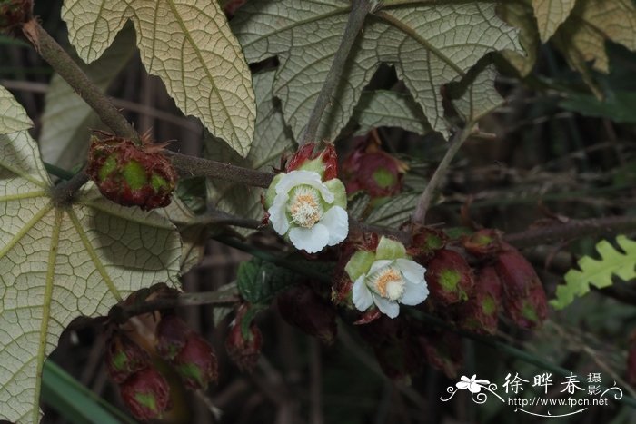 深裂锈毛莓Rubus reflexus var. lanceolobus