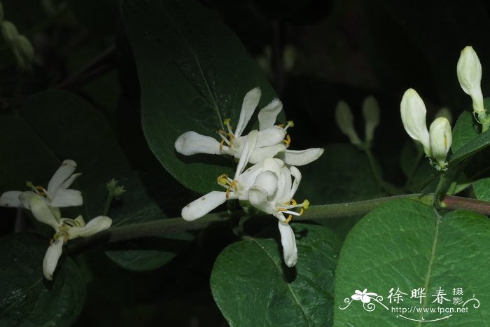 长白忍冬Lonicera ruprechtiana