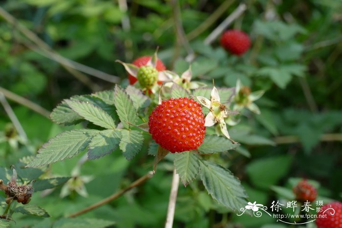 空心泡Rubus rosifolius 空心泡Rubus rosifolius