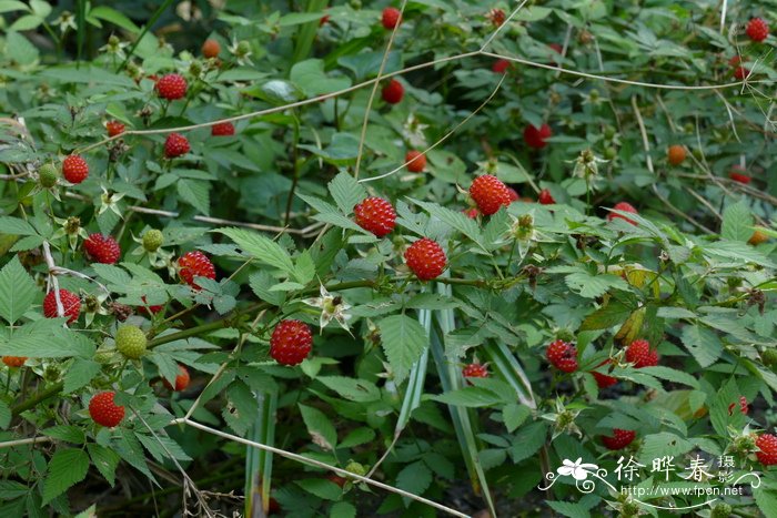 空心泡Rubus rosifolius