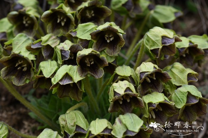 茄参Mandragora caulescens 茄参Mandragora caulescens