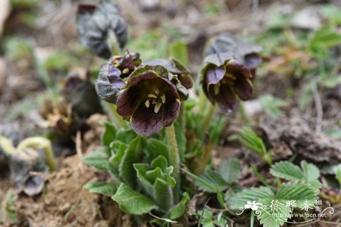 茄参Mandragora caulescens 茄参Mandragora caulescens
