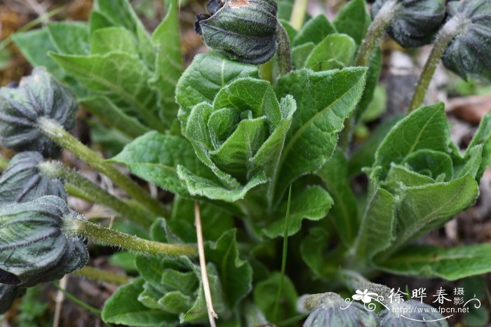 茄参Mandragora caulescens 茄参Mandragora caulescens
