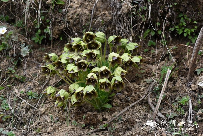 茄参Mandragora caulescens 茄参Mandragora caulescens
