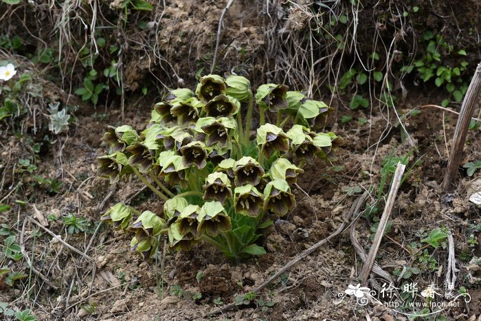 茄参Mandragora caulescens