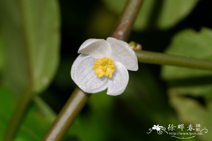 粗喙秋海棠Begonia longifolia