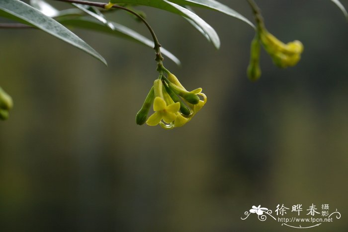 细轴荛花Wikstroemia nutans 细轴荛花Wikstroemia nutans