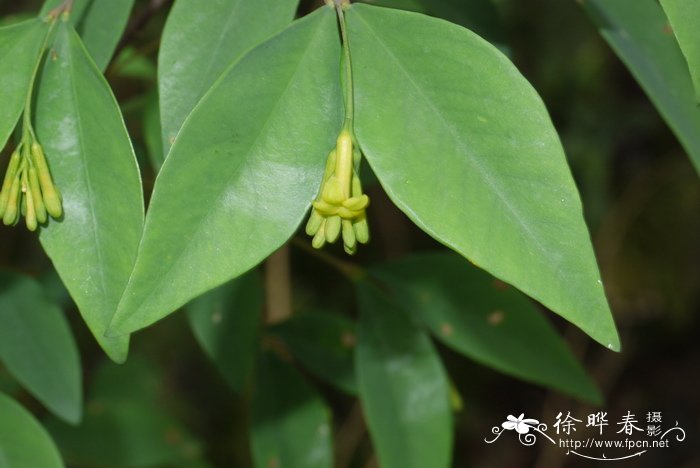 细轴荛花Wikstroemia nutans 细轴荛花Wikstroemia nutans