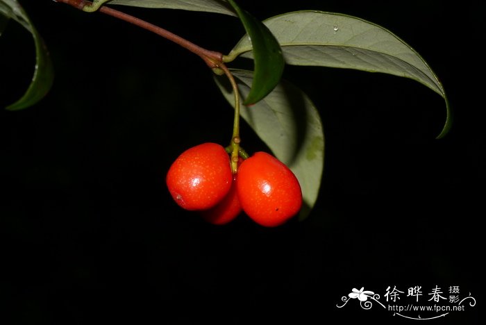 细轴荛花Wikstroemia nutans 细轴荛花Wikstroemia nutans