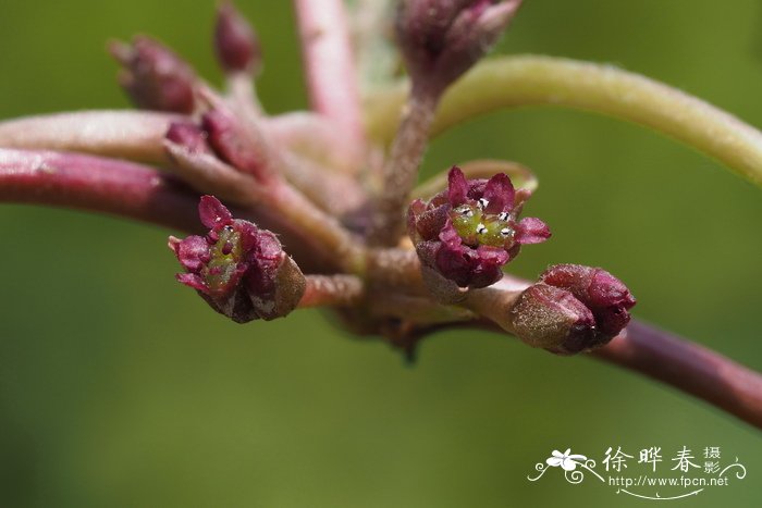 积雪草Centella asiatica