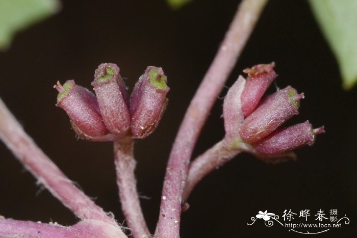 积雪草Centella asiatica