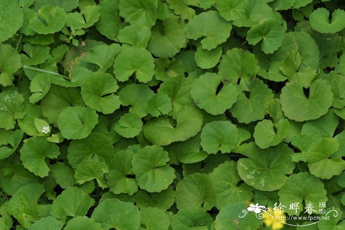 积雪草Centella asiatica 积雪草Centella asiatica