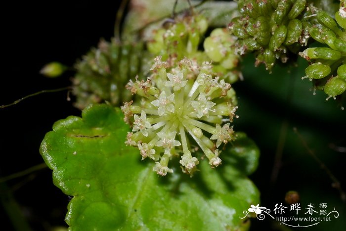 红马蹄草Hydrocotyle nepalensis