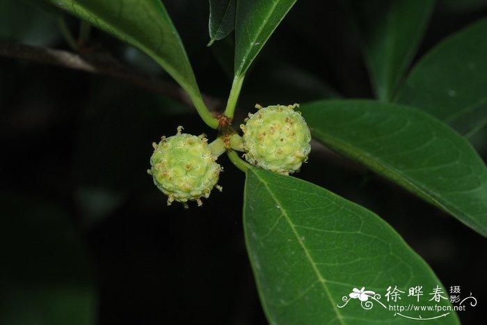 构棘Maclura cochinchinensis 构棘Maclura cochinchinensis
