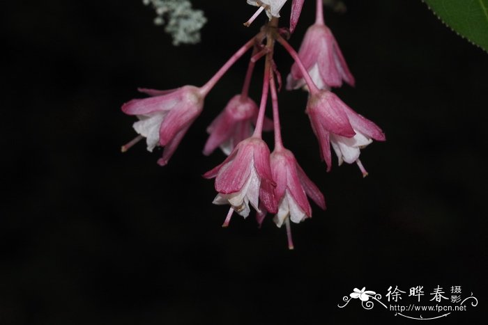 膀胱果Staphylea holocarpa 膀胱果Staphylea holocarpa