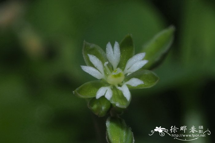 荷莲豆草Drymaria diandra 荷莲豆草Drymaria diandra
