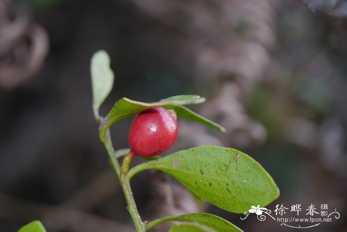寄生藤Dendrotrophe varians 寄生藤Dendrotrophe varians