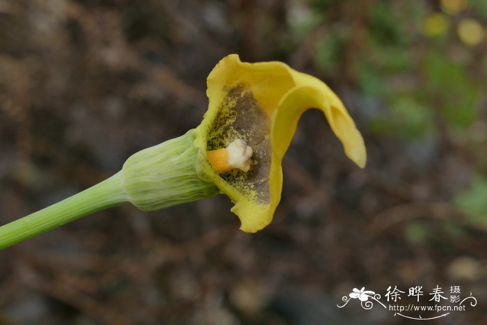 黄苞南星Arisaema flavum