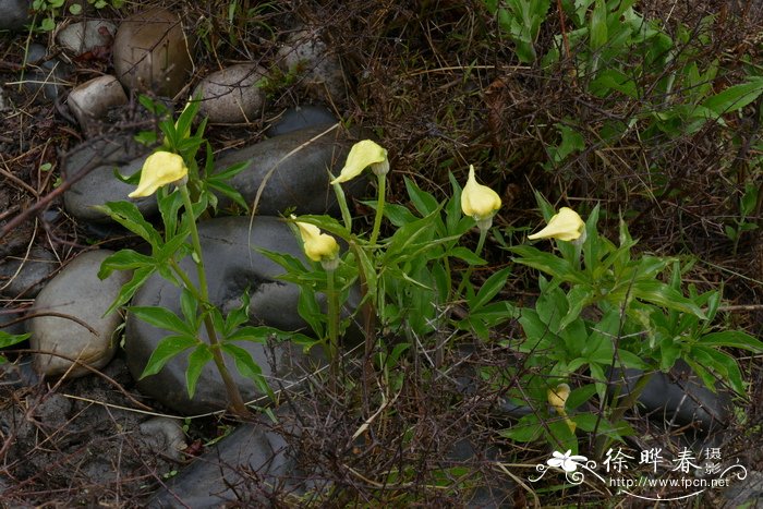 黄苞南星Arisaema flavum