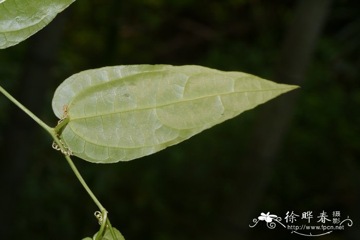 广东西番莲