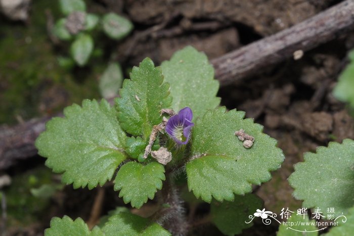 轮状孪生花Stemodia verticillata