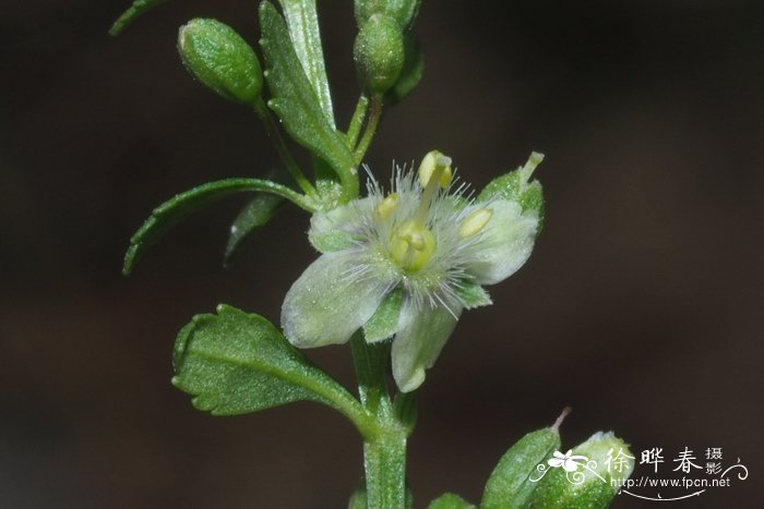 野甘草Scoparia dulcis 野甘草Scoparia dulcis