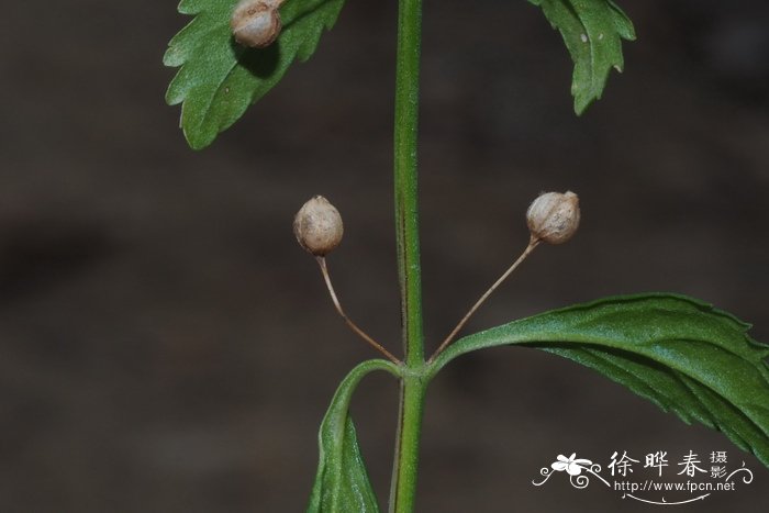 野甘草Scoparia dulcis 野甘草Scoparia dulcis