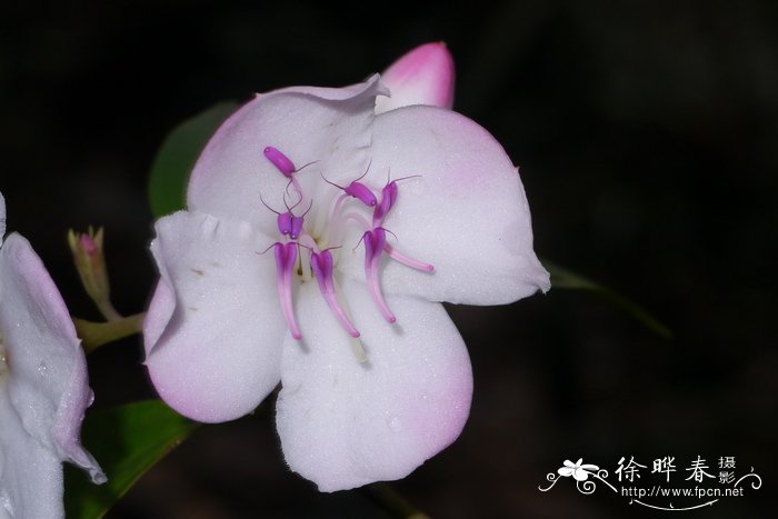 棱果花Barthea barthei 棱果花Barthea barthei