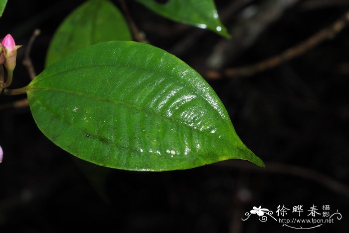 棱果花Barthea barthei 棱果花Barthea barthei