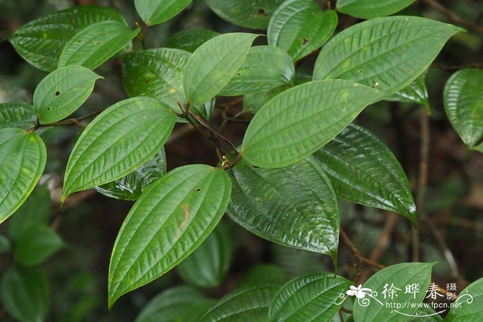 棱果花Barthea barthei 棱果花Barthea barthei
