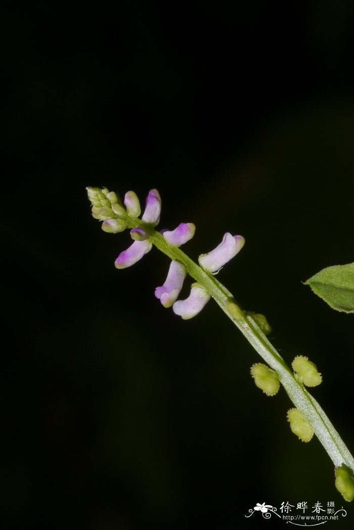 齿果草Salomonia cantoniensis