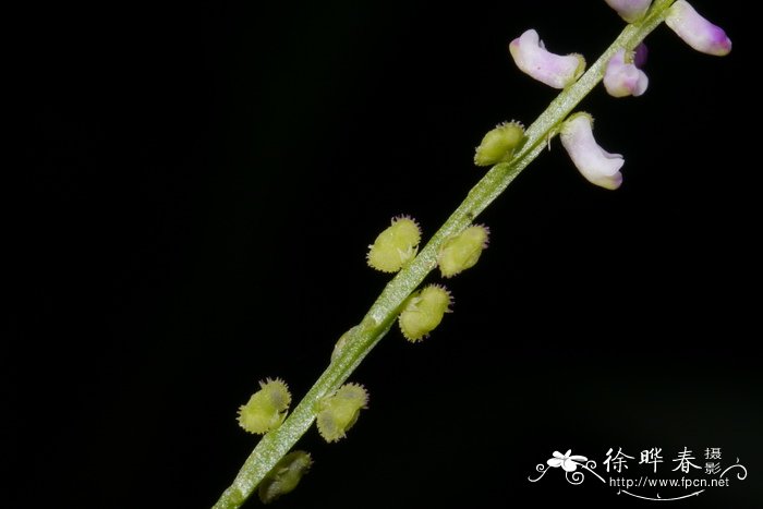 齿果草Salomonia cantoniensis