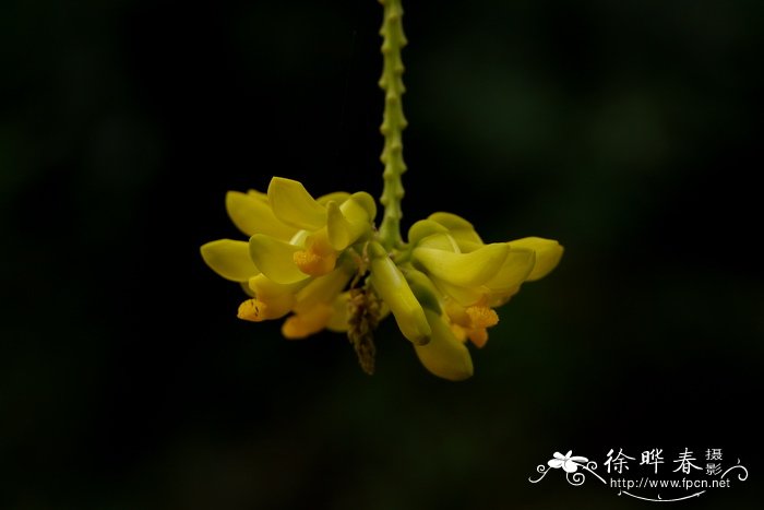 黄花倒水莲Polygala fallax 黄花倒水莲Polygala fallax
