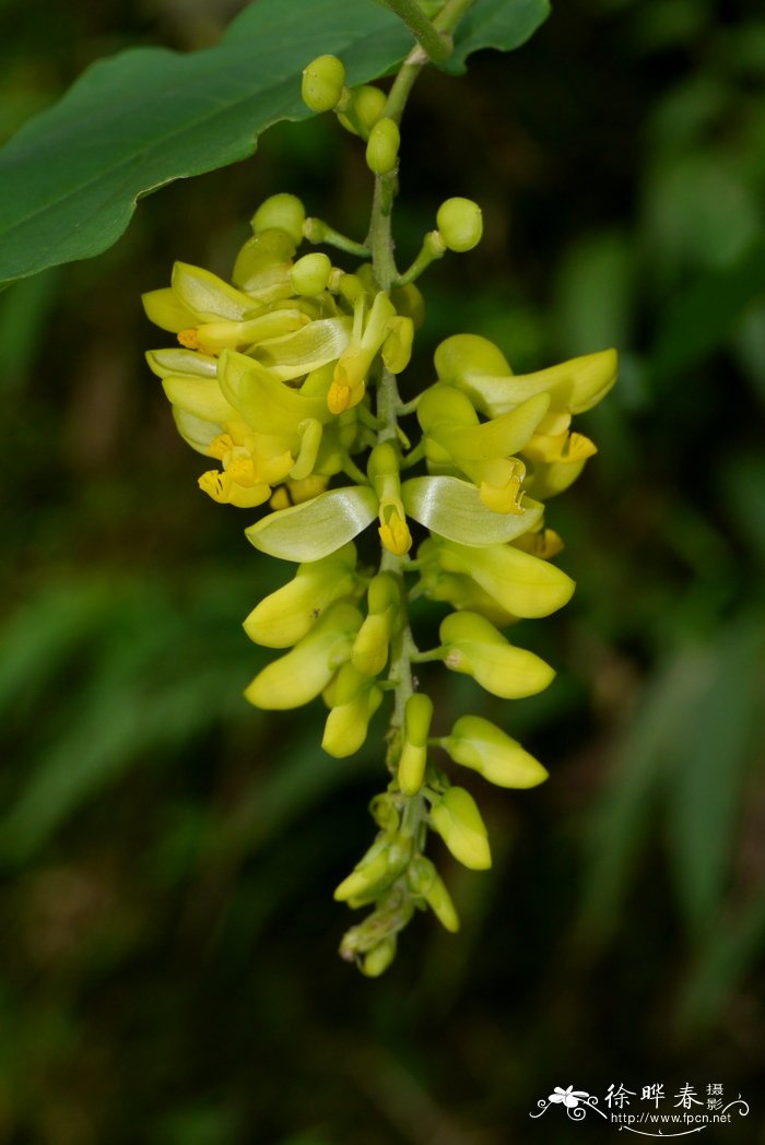 黄花倒水莲Polygala fallax