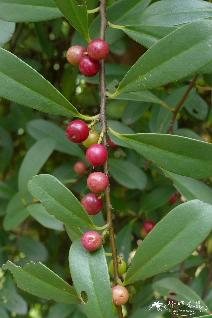 酸藤子Embelia laeta 酸藤子Embelia laeta