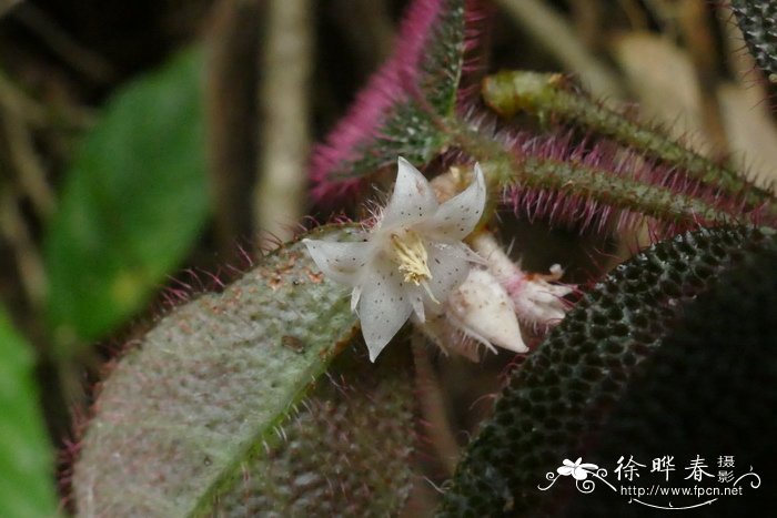 虎舌红 Ardisia mamillata