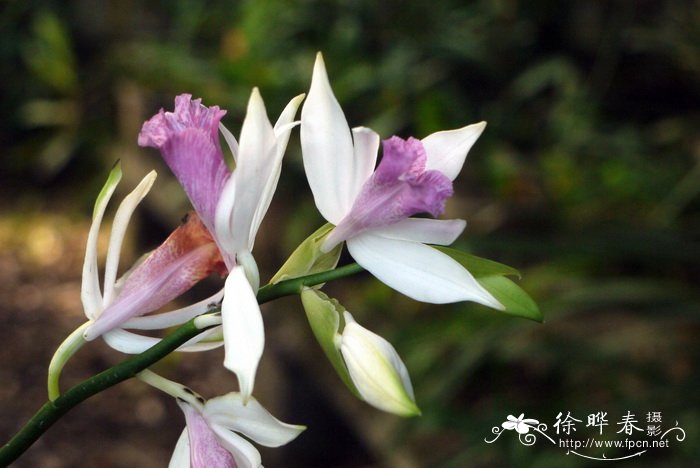 中越鹤顶兰Phaius tonkinensi