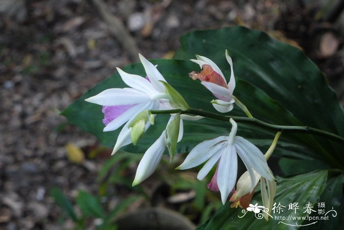 中越鹤顶兰phaius tonkinensi