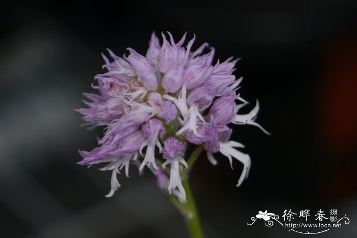 意大利红门兰Orchis italica