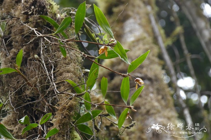 双叶厚唇兰Epigeneium rotundatum