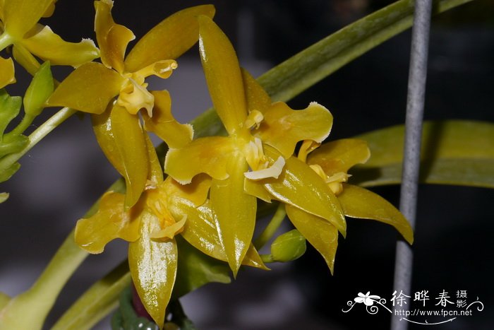 黄花羊角蝴蝶兰Phalaenopsis cornu-cervi 'Flava'