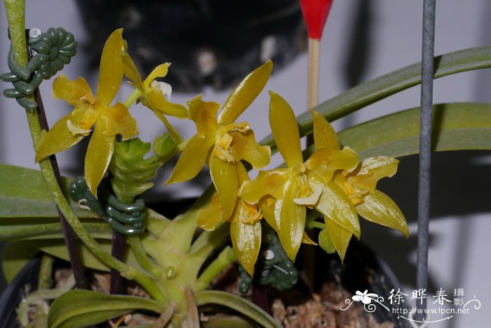 黄花羊角蝴蝶兰Phalaenopsis cornu-cervi 'Flava'